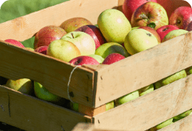 Meyve kutusunda elmalar