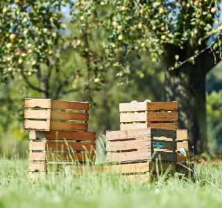 Elma bahçesinde meyve kutuları