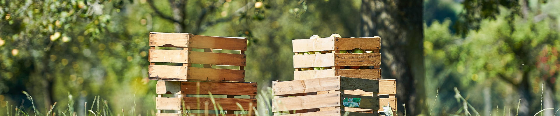 Meyve kasaları bir elma bahçesinde duruyor