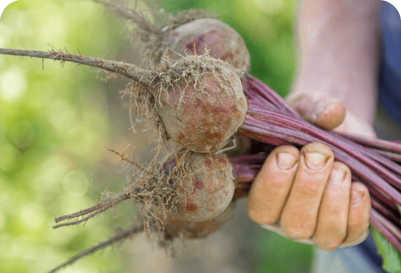 Taze hasat edilmiş pancar