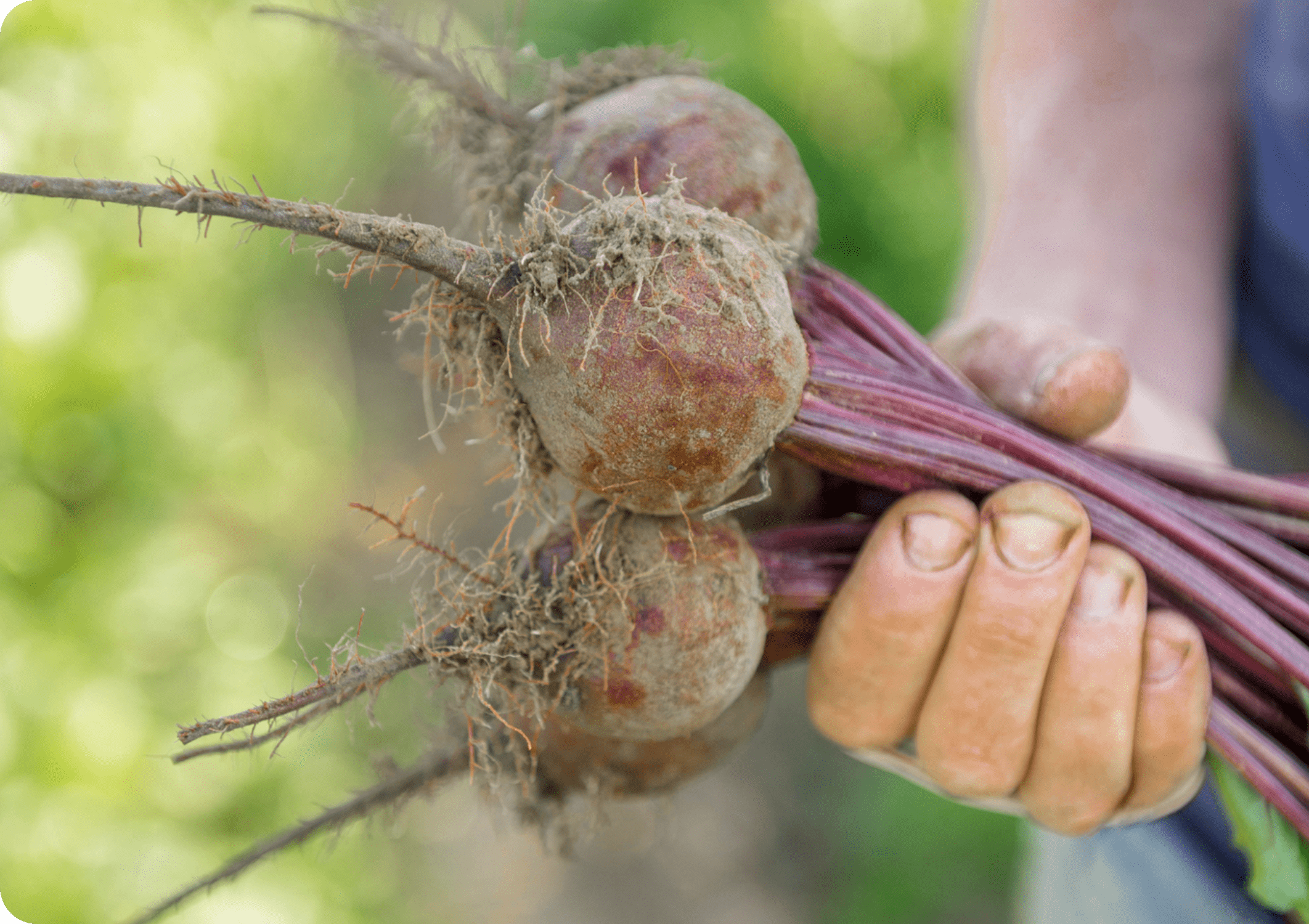 Taze hasat edilmiş pancar