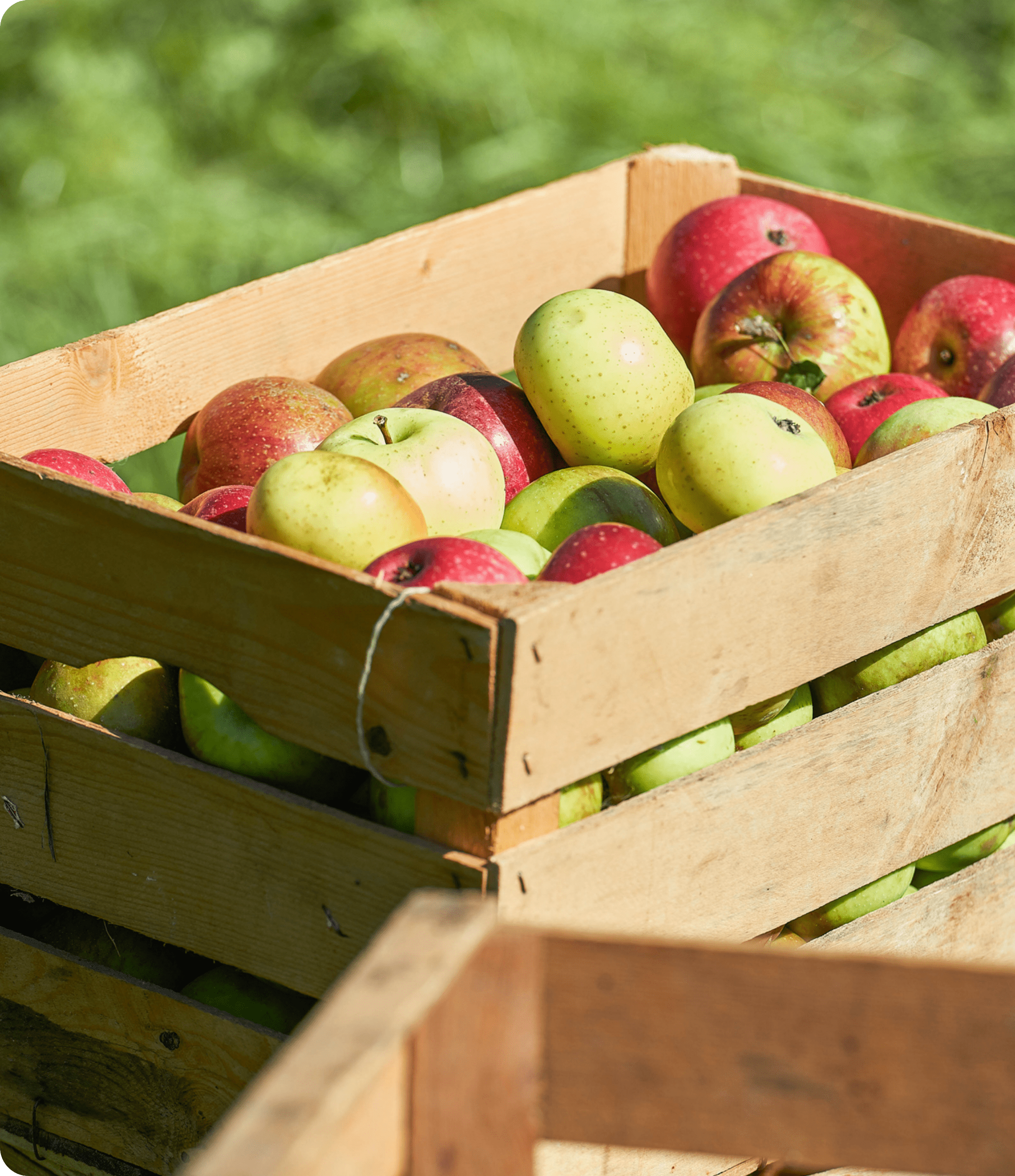 Ahşap bir kutu içinde elma