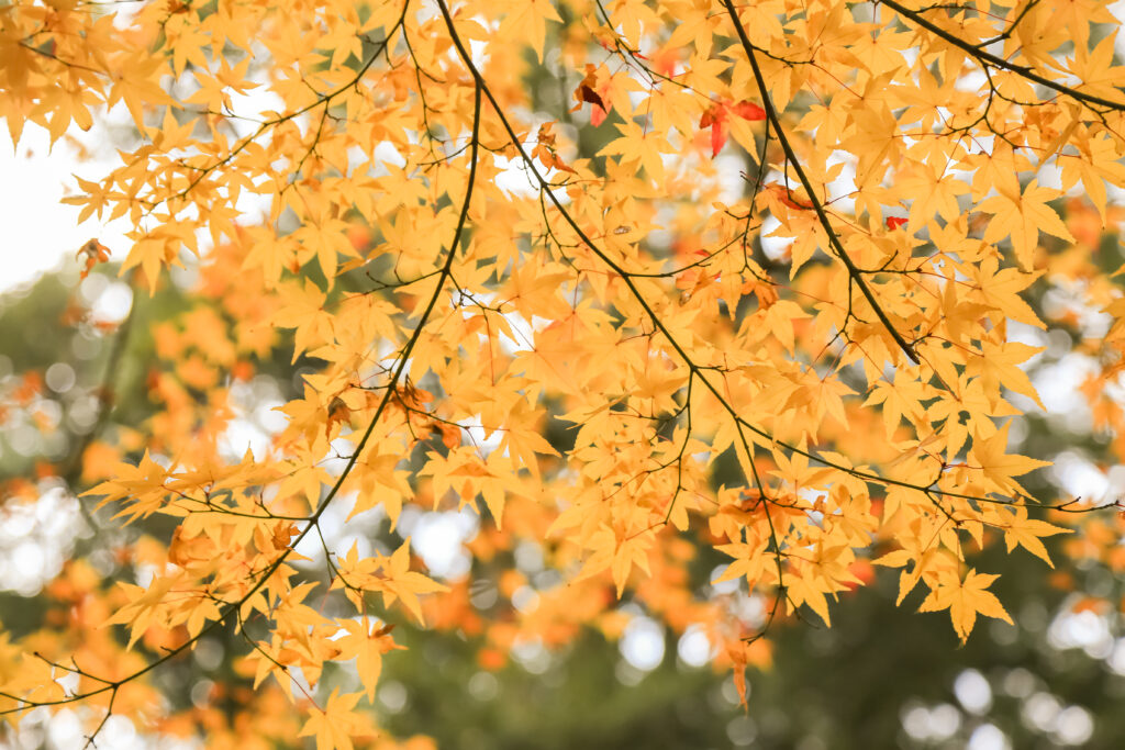 mevsim geçişleri shutterstock 1909578292